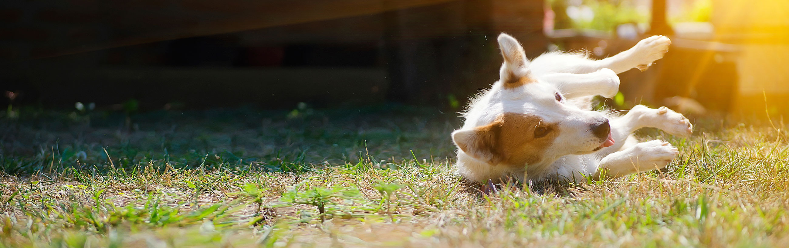 Dogs Available to Adopt in Wilmington NC - C.A.R.E.