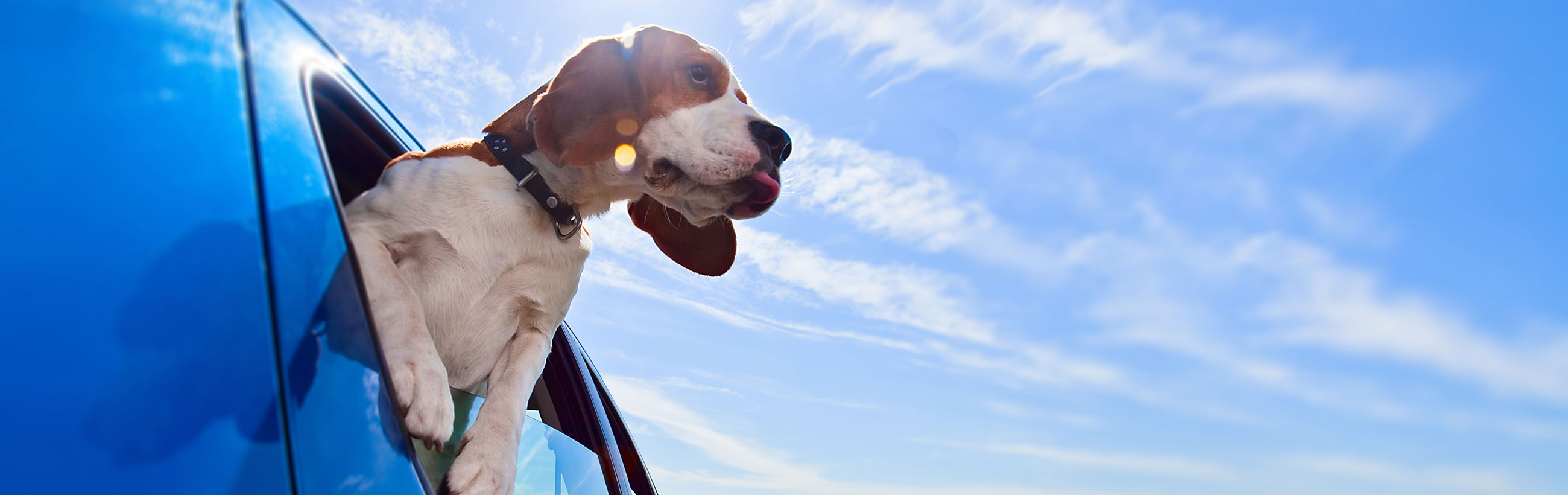 Roadtrip Puppy